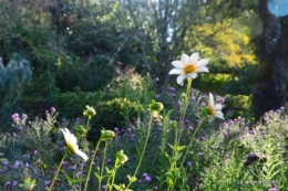fleurs petit jardin,bouquets,grand jardin 036.JPG