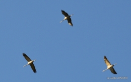 Grues et plantes à Ciron 040.JPG