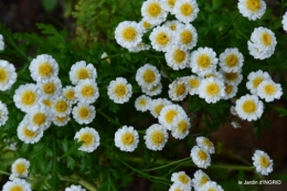 jardin,les filles,gerbera,Lalinde 055.JPG
