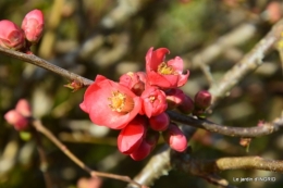 chez Fabien,hélébores,fleurettes 011.JPG