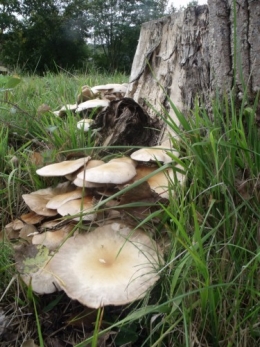vigne vierge,champignons,m'Bon 047.JPG