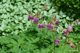 jardin printemps 130.JPG