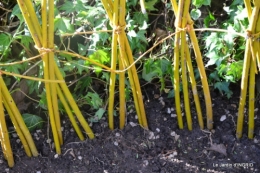 jardin printemps 025.JPG