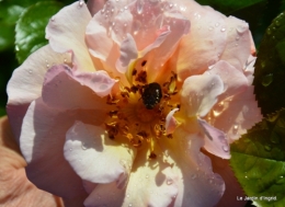 fete des fleurs Lalinde ,Cadouin,les printanières ,jardin 200.JPG