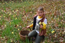 jonquilles dans les bois 026.JPG