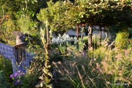 jardin début d'automne ,Sophie,rouge 097.JPG