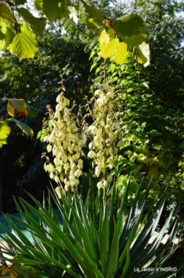 rhus,colline,buis taillé,noix,manthe religieuse,bouquet 072-001.JPG