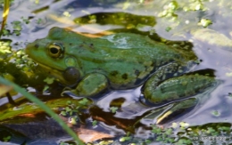 puces Lalinde,bébés canards,au moulin souci 186.JPG