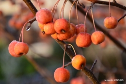 jardin givré,taille de prunus 044.JPG
