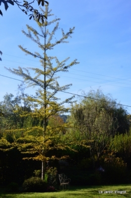 Automne au jardin 022.JPG