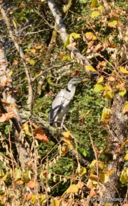 oiseaux,travaux,arbustes,les dernières fleurs 018.JPG