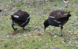 les oiseaux,les poules d'eau 131.JPG