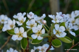 jardin printemps 113.JPG