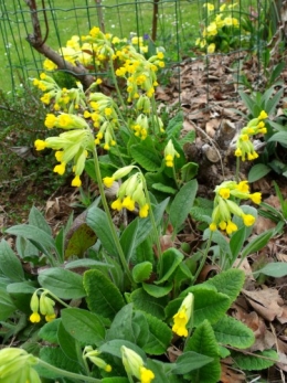 avil2012 040.JPG