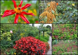 2016-09-13 bouquet,jardin de Monet,les vaches,Pourville sur mer10.jpg