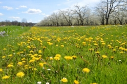 avant tonte,après,euphorbes,tulipes botaniques,autres 053.JPG