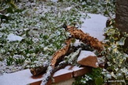 oiseaux première neige 024.JPG