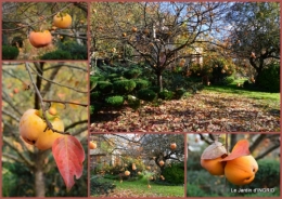 2015-11-05 Romefort,bord de Creuse,vent,feuilles,jardin,canal2.jpg