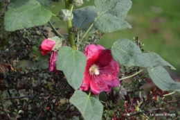 poule d'eau,travaux et dernières fleurs,tonte,sapin bois 054.JPG