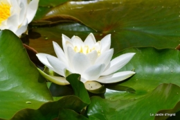 la mare,pt jardin,passiflore,Sophie,le canal,vues jardin 039.JPG