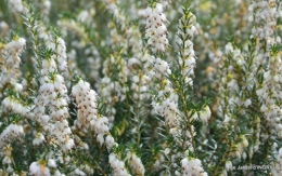 hélébores,bruyères,arbustes fleuries,mésanges 059.JPG