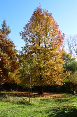 petit érable,le canal et lejardin àl'automne 035.JPG