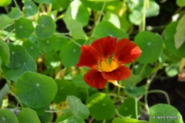 jardin Mme Perichou,grandes fleurs,bouquet,jardin 024.JPG