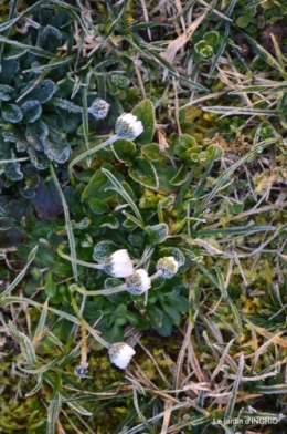 première gelée,compositions florales à garder,jardin 038.JPG
