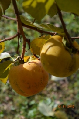 kiwi,kaki