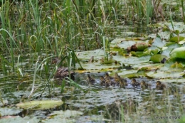 puces Lalinde,bébés canards,au moulin souci 031.JPG
