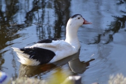 le canard blanc,crocus,petasite,magnolia 007.JPG