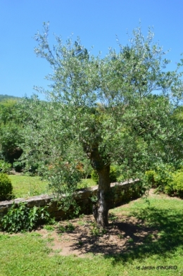 le jardin de Frescati,roses 079.JPG