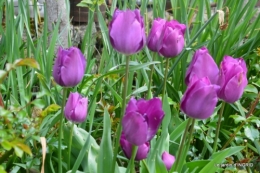 jardin confiné ,osier,magnolia jaune 064.JPG