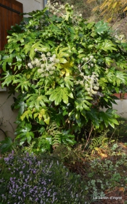 poule d'eau,travaux et dernières fleurs,tonte,sapin bois 077.JPG