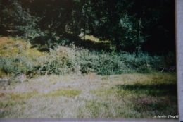 jardin,le cypres chauve,puces Mouleydier,vieilles photos 139.JPG