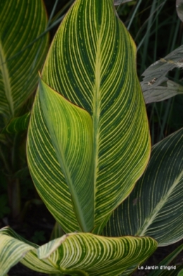 aout jardin 052.JPG