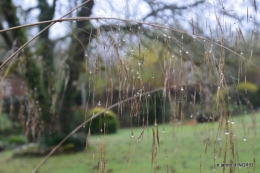 Brouillard,cypres chauve,jardinage 053.JPG