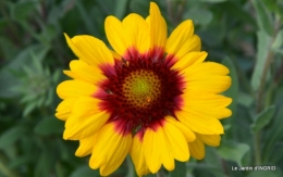 jardin Mme Perichou,grandes fleurs,bouquet,jardin 038.JPG