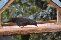 mésange charbonnière