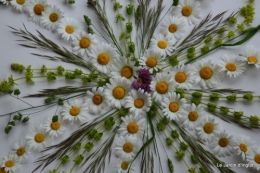 fleurs Beaumont,bouquet,tableau,serre,plants 046.JPG