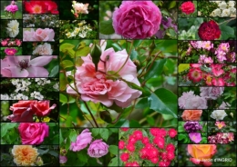 2016-05-10 le Colombier,Cadouin,Cours d'osier,fleurs sauvages3.jpg
