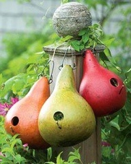 courge pelerine