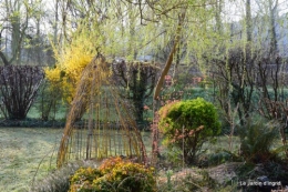 jonquilles ,primevères,après la tonte 031.JPG