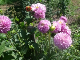 Meyrals,les filles,jardin 010.JPG