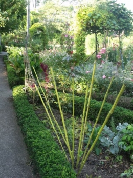 été,dahlia,lantana,bouillon blanc,platycodon,savonnier,machléa,calocasia,albizia