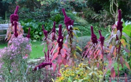 jardin ,chez Fabien,automne 101.JPG