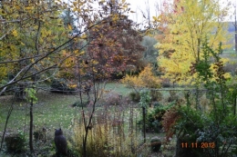 cyprès chauve