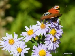 papillons,couleurs d'automne,Bernadette,pluie 033.JPG