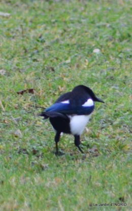 les oiseaux ,2 partie 005.JPG
