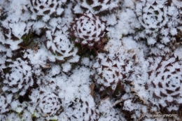 oiseaux première neige 051.JPG